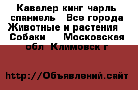 Кавалер кинг чарль спаниель - Все города Животные и растения » Собаки   . Московская обл.,Климовск г.